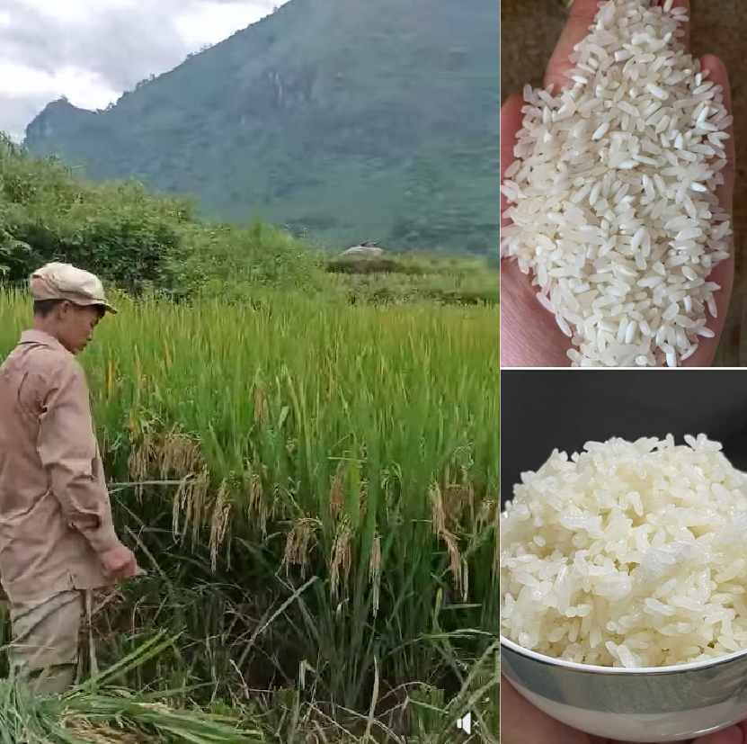 200+ Mẫu content bán gạo độc đáo thu hút TRIỆU khách hàng 22 Mẫu content bán gạo độc đáo hút khách